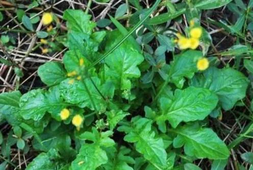 12種可食用野菜，怎麼做都好吃，再不挖點嘗嘗，就要老瞭