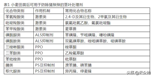 小麦田猪殃殃发生重？推荐这几个特效药剂，效果很不错！3