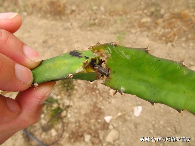 5月，专家提醒：“斜纹夜蛾”出没！抓紧防治2