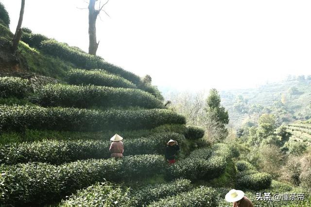 龙井茶的产地