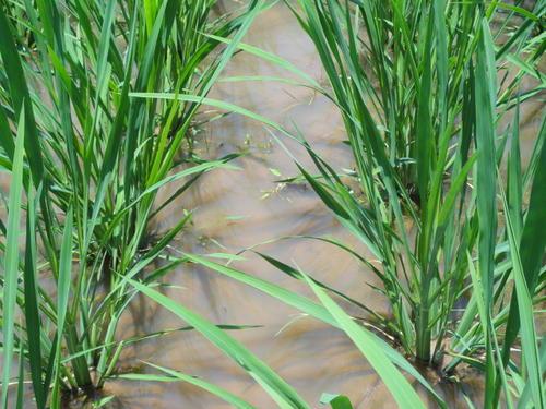 种植茭白、莲藕、水芹重要高产技术，掌握田间病虫害防治提高产量2