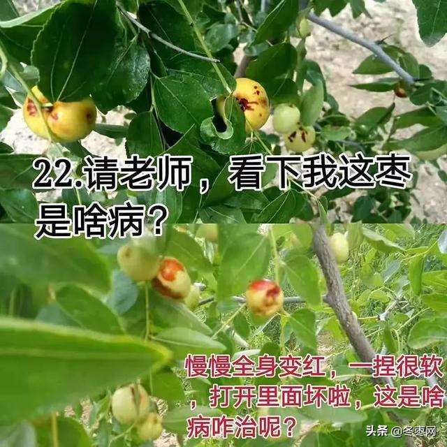 冬枣现在叶面喷施醋起什么作用，一千斤水配多少？