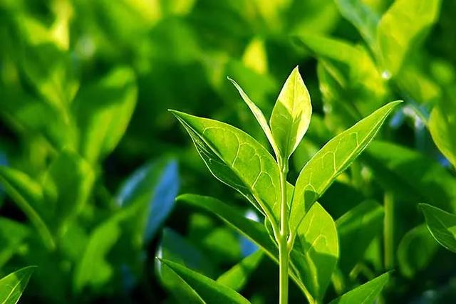白露 英語怎麼說 Kks資訊網