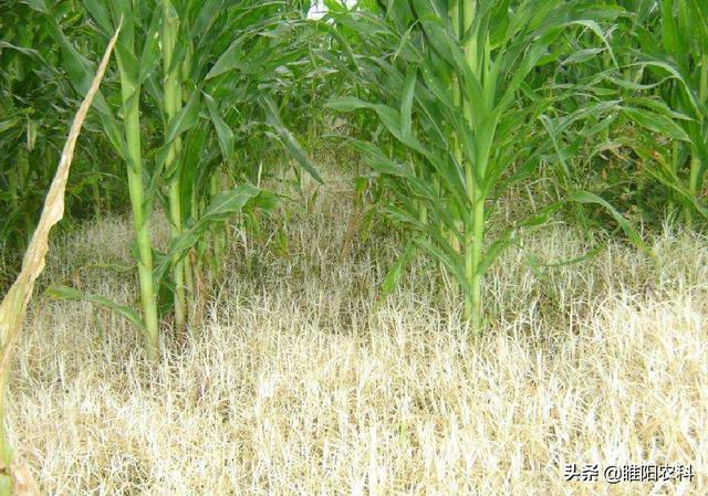 玉米田除草效果最好、最安全的除草剂，春夏几乎所有玉米均可用3