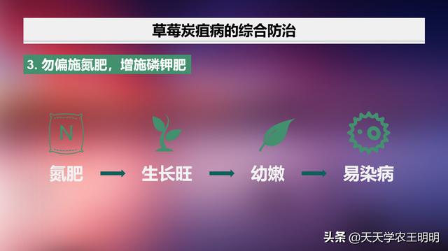 草莓园里爆发炭疽病了！怎么办？别慌！5个点一步一步救回来5