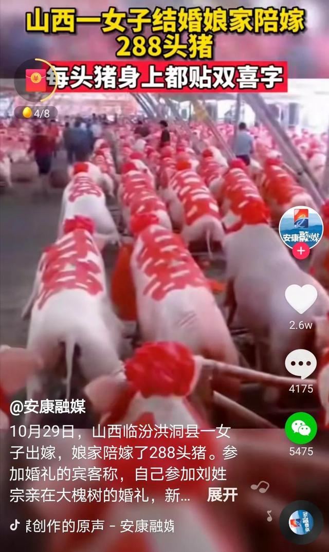 山西女子结婚，娘家陪嫁288头贴大红双喜的猪，此风当贺还是当刹