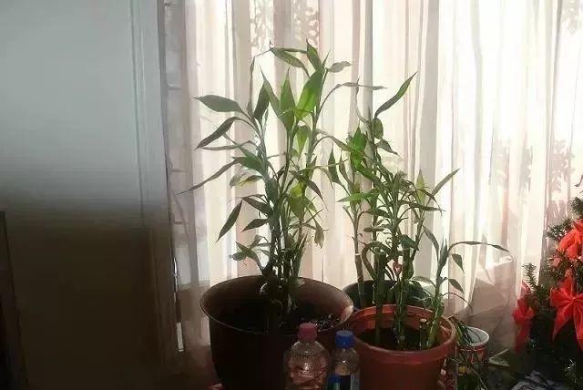 富贵竹怎么养 富贵竹怎么养（富贵竹怎么养不黄叶） 生活
