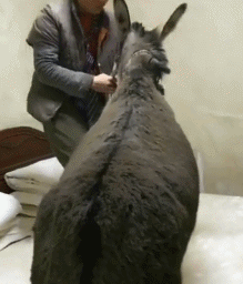 爆笑GIF图：这就是男人结婚后的样子，你还羡慕吗