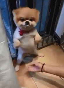 爆笑的GIF动态图:糖葫芦都能这样了,吃货的世界无奇不有