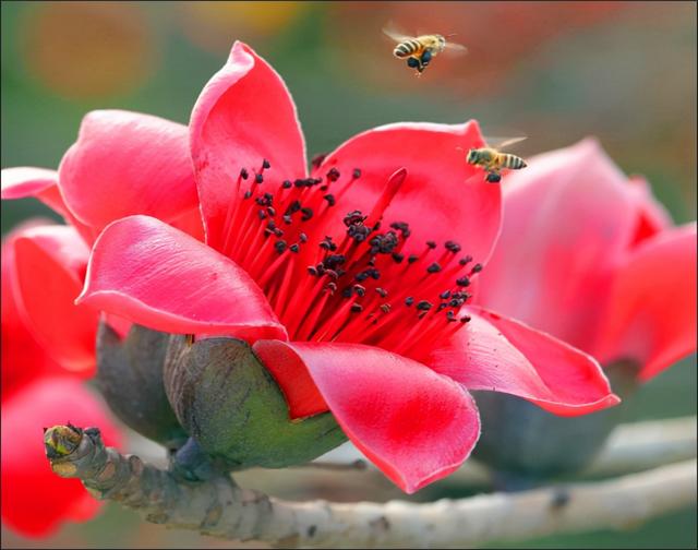 澳门市花 澳门市花（澳门市花图片） 生活