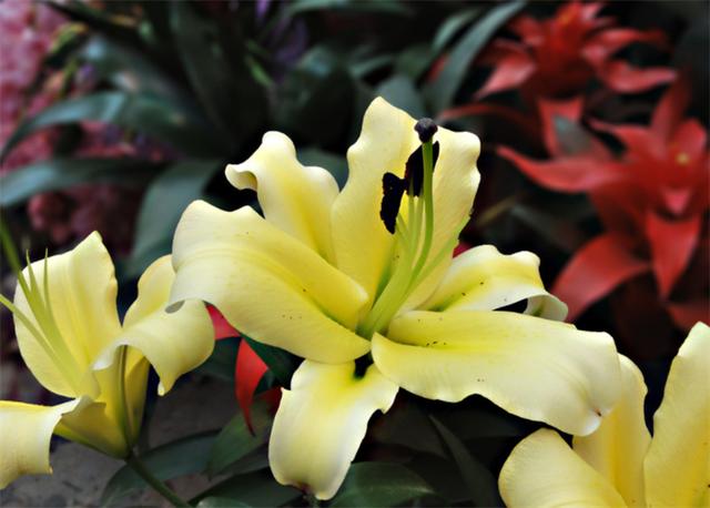 百合花语