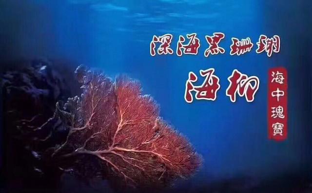 黑角安康鱼 黑角安康鱼（黑角鮟鱇） 生活