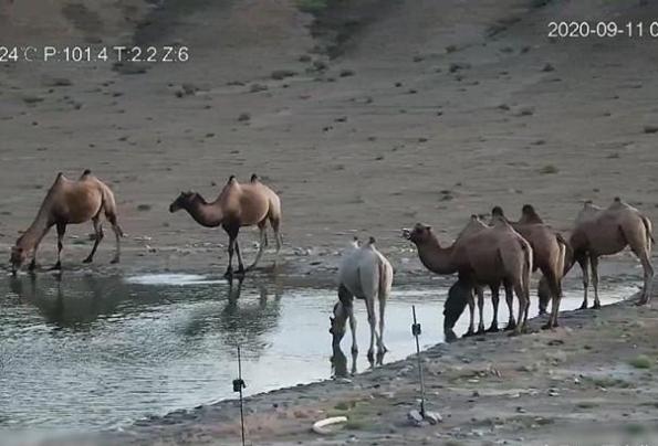 甘肃发现首例白化野骆驼:甘肃发现首例白化野骆驼：与众不同的基因，已被世界淘汰
