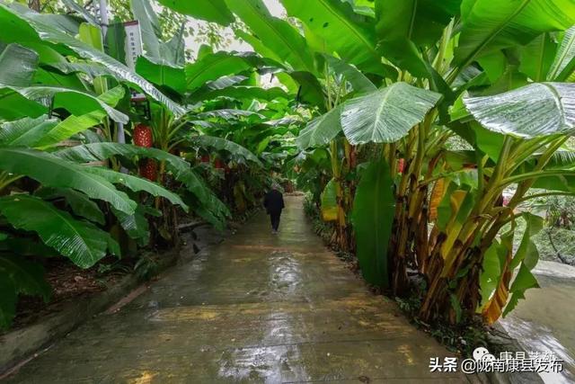 金桂树 金桂树（金桂树苗价格） 生活