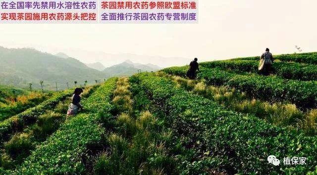 某些国家都禁用草甘膦！我国会禁用吗？草甘膦到底惹了谁？5