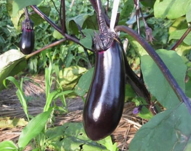 肺不好不能吃茄子？提醒：养肺护肺，5种食物可以多吃一点