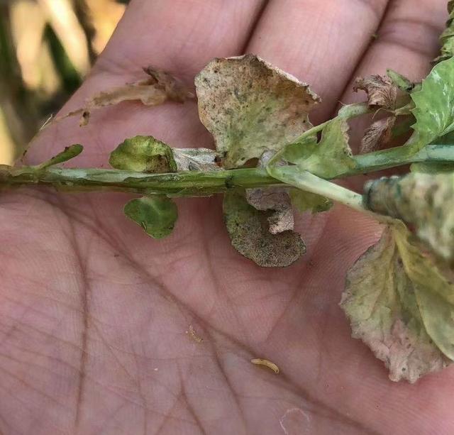 荷兰豆植株出现萎蔫黄化现象？或是豆杆黑潜蝇危害，防治需趁早