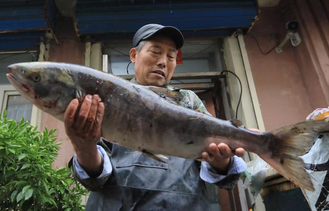 老头鱼  老头鱼是什么意思 资讯 第8张