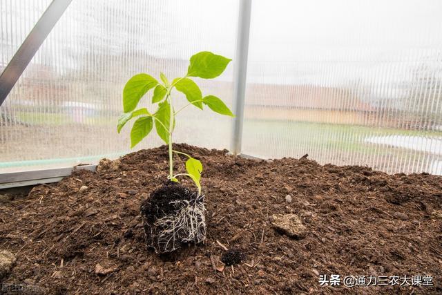 作物生根最快的肥料，扎根快毛细根多，别再相信红糖等生根妙招4