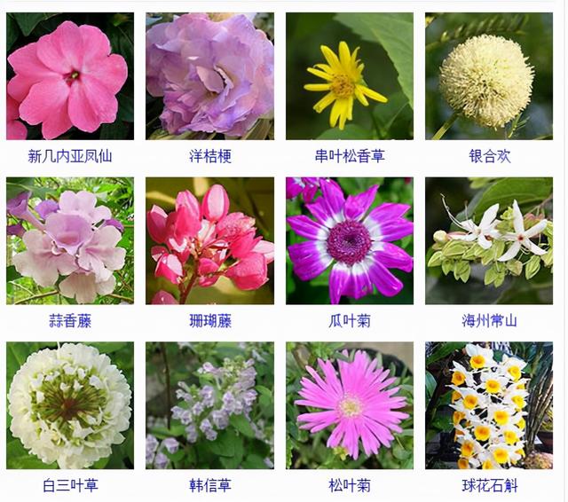 观花植物 观花植物（木本观花植物） 生活