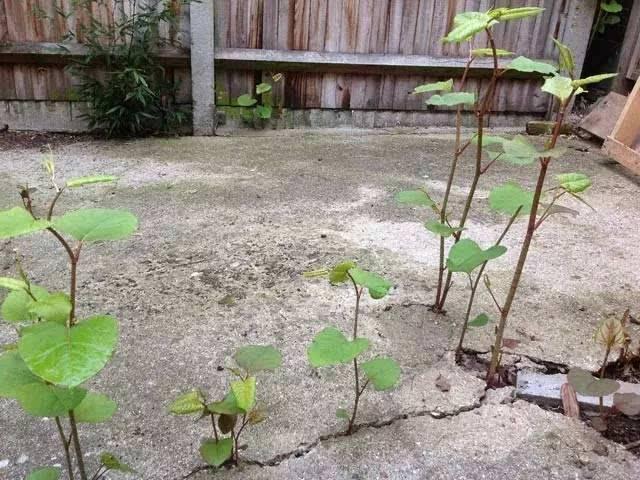 这种杂草，威胁大，是入侵植物！房前屋后见到，必须铲除2