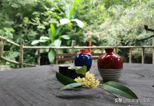 金桂树 金桂树（金桂树苗价格） 生活