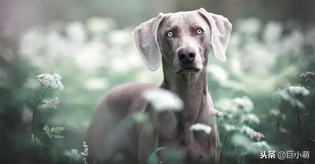 威玛猎犬