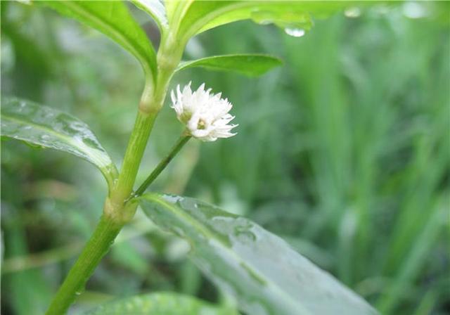 阔叶杂草大合集，附赠一份除草方法15