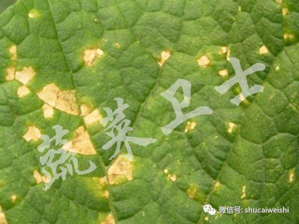 黄瓜“小黄点”蔓延，多措施做好防控8