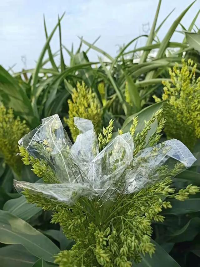 山西农业大学获批建设“科创中国”“一带一路”国际高粱产业科技创新院