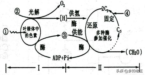 植物缺锌生长受阻，正确识别缺锌症状合理应对2