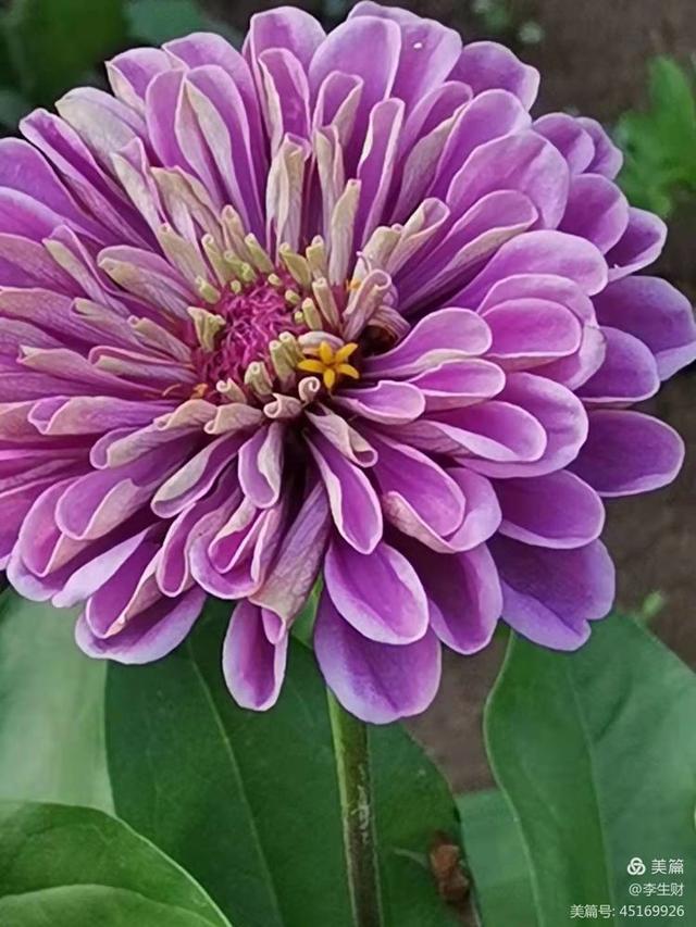 走进紫晨广场：文/李生财，图/郭翠枝