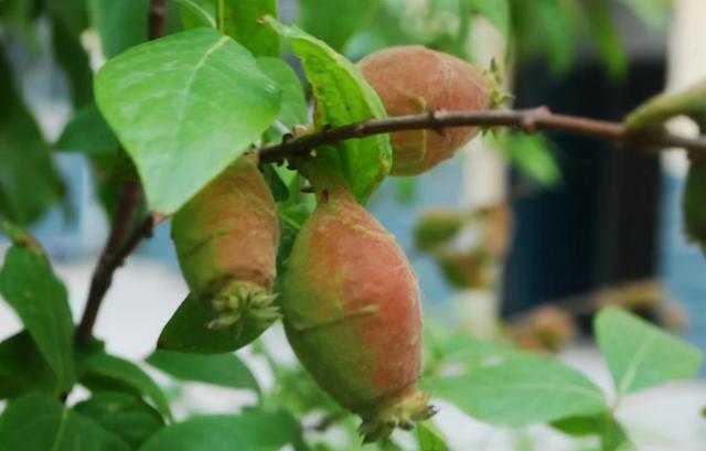 外表诱人的5种野果，小心有毒，别让孩子误吃