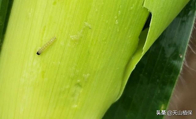 2020年博州农作物主要病虫草鼠害发生趋势长期预报3