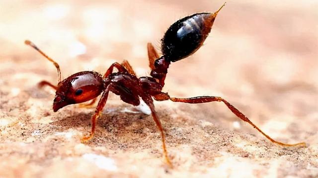红火蚁的危害及防控方法