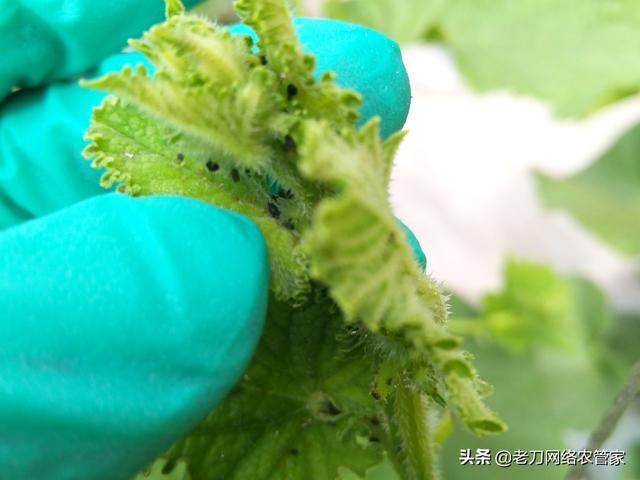 棚室甜瓜蚜虫多怎么办？专家告诉你解决方法2