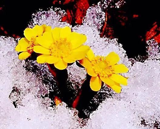 冰雪天开花的“福寿草”，有毒可药用价值很高，生长到开花要5年