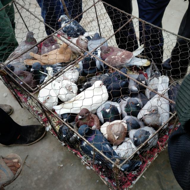 对于我这种走马观花的游客来说,它们就是普通的鸟,但是对于玩鸽子的