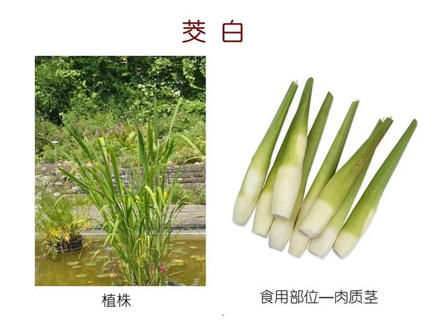 水生植物