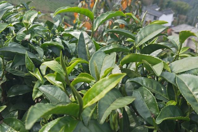 茶树用什么肥料？如何预防土壤酸化？多次施入氮肥有技巧