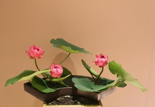 佛前供荷花代表什么的(莲花,亦曰荷花的意思)