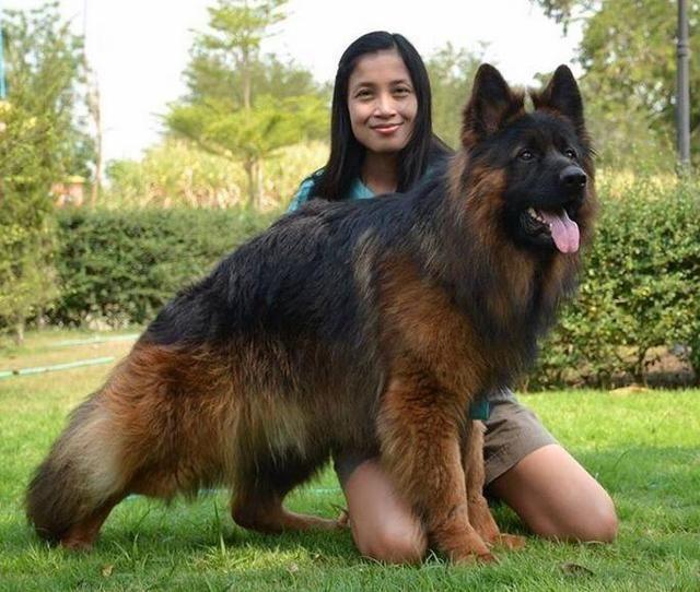 德国牧羊犬吃什么(德国牧羊犬吃什么食物最好) 资讯 第3张