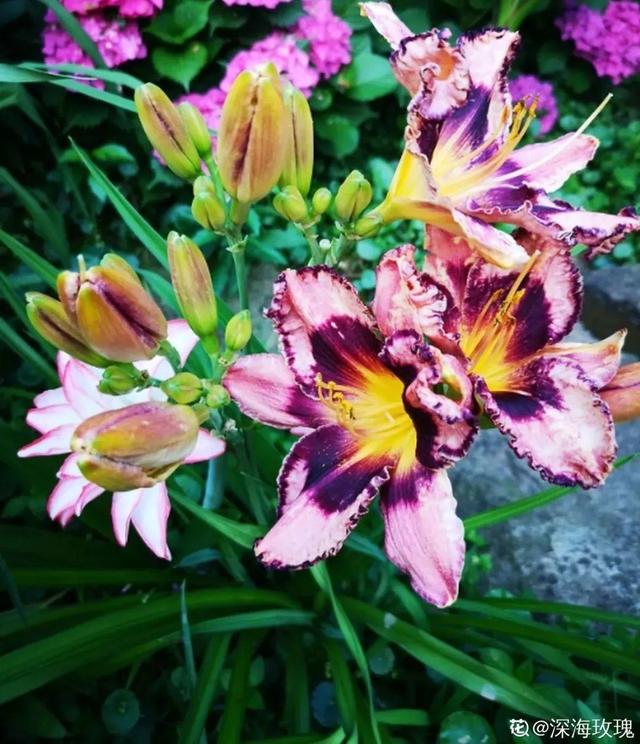 夏天的花 夏天的花（夏天的花怎么画） 生活