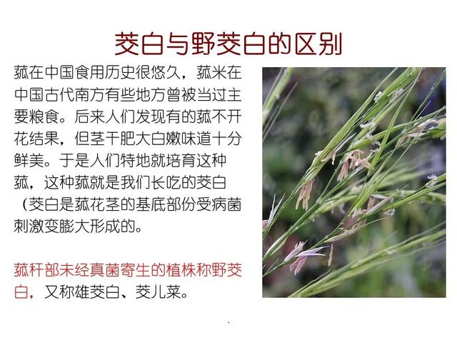 水生植物种类 水生植物种类（水生植物100种） 生活