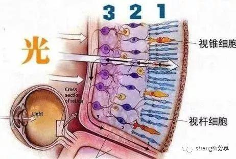 肌腱的意思