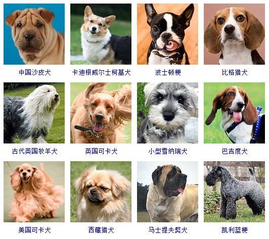 狗狗图片