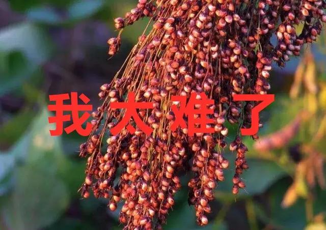 黑龙江榨油压滤机生产厂