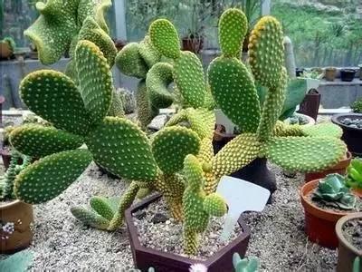 各种花的花语