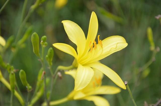 成人吃50g鲜黄花菜就可能中毒！菜无毒，毒怎么来的，如何避免？