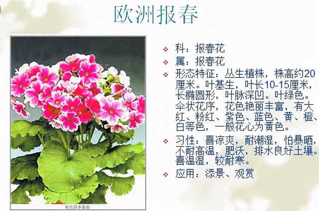 观花植物 观花植物（木本观花植物） 生活